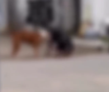 Vídeo: dois pitbulls matam gato em Maceió e causam pânico a moradores