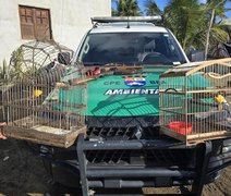 Três espingardas foram apreendidas e duas aves silvestres resgatadas durante fiscalização no interior de Alagoas