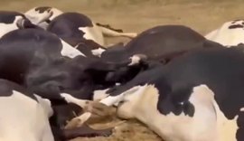 Cabo elétrico mata animais e gera prejuízo de R$300 mil em fazenda de Batalha