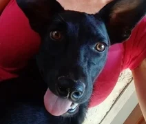 Cadela comunitária 'Pretinha' é morta a tiros no Espírito Santo