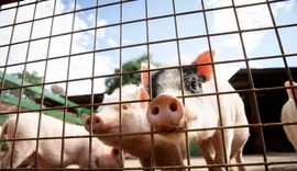 Alagoas lidera crescimento do rebanho suíno no país