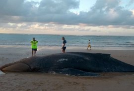 Baleia jubarte é encontrada morta nas areias da praia