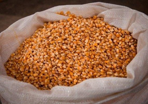 Indicador do milho se aproxima de R$ 100 por saca, aponta pesquisa da Cepea