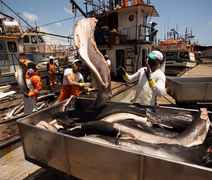 Brasil não tem informações de metade das espécies de peixes usadas na atividade comercial