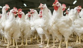 Levantamento: Exportação de aves no Brasil cresce 5,8% no primeiro semestre