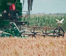 Produtor amarga perda de 50% no preço do arroz em plena safra em Alagoas