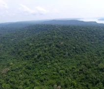Holanda anuncia investimento para fundo de florestas