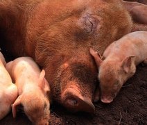 Milho encarece produção e desafia suinocultura em 2026