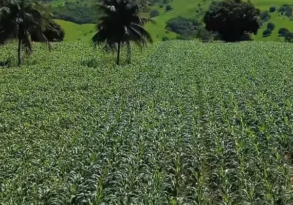 Agricultores familiares de Penedo vão colher mais de 300 toneladas de milho