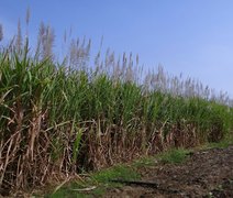 Usinas superam 12,7 milhões de toneladas de cana processadas em Alagoas