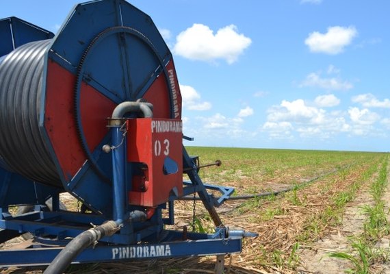 Cooperativa aposta em irrigação para aumentar a produtividade