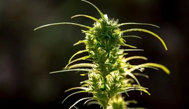 Estudo aponta que medicamento à base de THC reduz sintomas de estresse pós-traumático