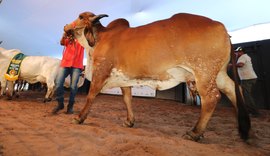 4º Genética de Berço terá facilidades no parcelamento de compras