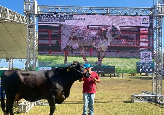 Leilão Mais Leite promove raças gir e girolando na Expoagro-AL