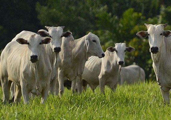 O que se espera da pecuária em 2022