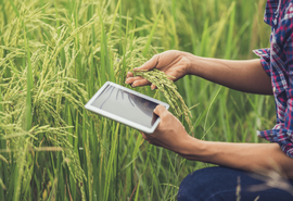 Plataforma reúne soluções completas no agronegócio