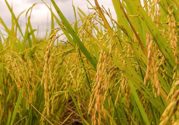 Preço do arroz pode ter leve queda em 2021