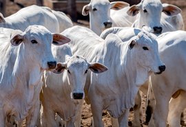 Leilão Capão de Angico Nordeste leva genética de ponta do Pantanal para a Expoagro