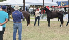 Expoalagoas: 6ª Etapa do Nordestino do Mangalarga Marchador movimenta Maceió