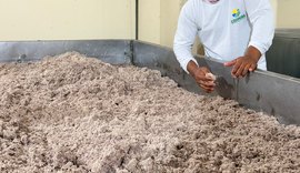 Coopaiba processa 600 mil quilos de coco e supera 1,2 milhão de frutos