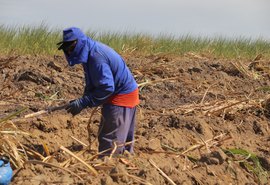 Técnica de plantio amplia produção de cana por hectare em AL; saiba mais