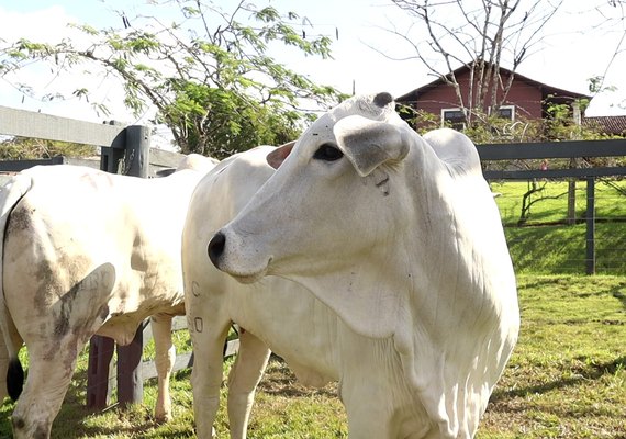 Agro Feira IBC movimenta quase R$ 1 mi em negócios em Alagoas