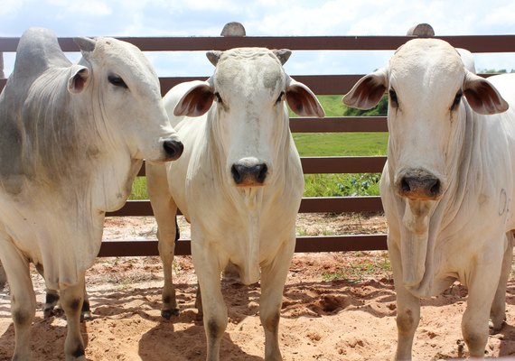 ACA divulga programação técnica da Expoagro 2018