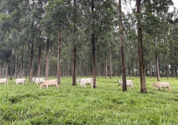 Árvores no pasto: estudo comprova benefícios para o gado e o meio ambiente