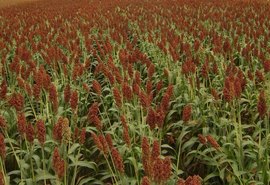 Embrapa lança livro gratuito sobre melhoramento genético de sorgo