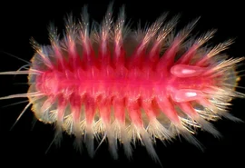 Conheça as estranhas criaturas que devoram baleias no fundo do mar