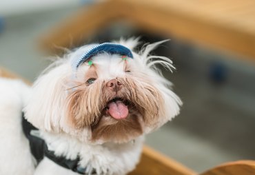 Mercado pet cresce 71% em AL e deve faturar R$ 77 bi