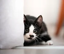 Saiba os cuidados essenciais para criar um gato filhote saudável