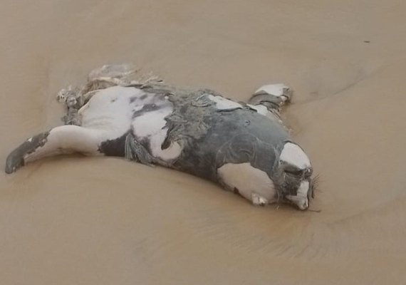 Elefante-marinho encontrado em Jequiá da Praia estaria partido ao meio