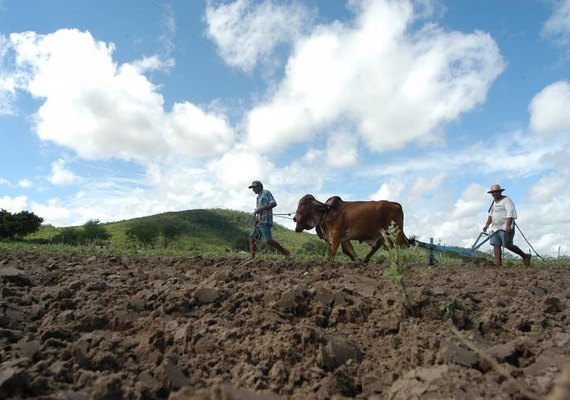 Seguro protege agricultores contra dados da seca
