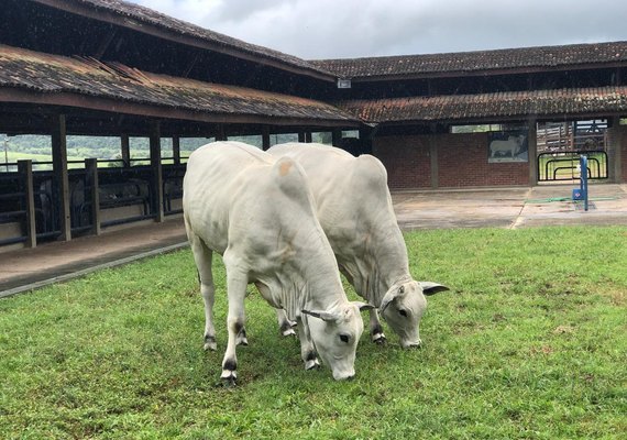 Varrela Pecuária apresenta seleção Nelore na Expoagro 2019