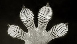 Cientistas identificam novas espécies de lagartixas no Camboja