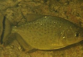 Banhistas são atacados por piranhas em Traipu