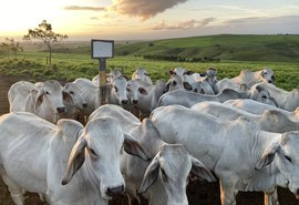 RB Agropecuária realiza 1° Leilão Brahman e Nelore em Alagoas