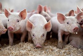 Modificação no DNA do porco pode prevenir doenças