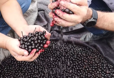 Vídeo do Alagoas Rural sobre fábrica de açaí viraliza e soma milhares de curtidas
