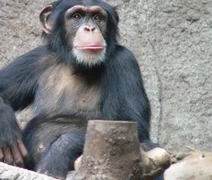 Estudo aponta habilidade geométrica em macacos semelhante a de crianças