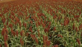 Embrapa lança livro gratuito sobre melhoramento genético de sorgo