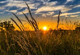 Especialistas debatem estratégias e perspectivas para a agropecuária