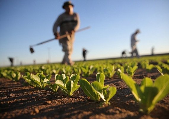 Setor agropecuário impulsionou crescimento do PIB alagoano, mostra governo