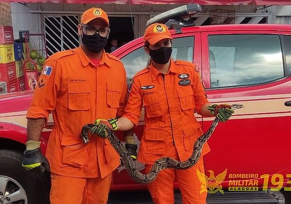 Jiboia é capturada dentro de residência em Porto de Pedras