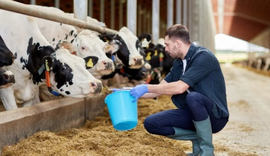 Auditorias internacionais atestam as ações de bem-estar animal de cooperativa alimentícia