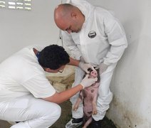 Adeal inicia vigilância clínica de suínos em 720 propriedades rurais de Alagoas