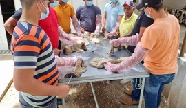 Batalha recebe curso gratuito de Inseminação Artificial em Bovinos; Inscrições abertas