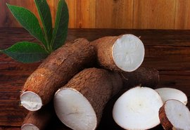 Cultivo de mandioca enfrenta desafios climáticos