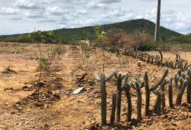 Plantio em áreas já degradadas é aposta do agro para maior produção de biocombustível